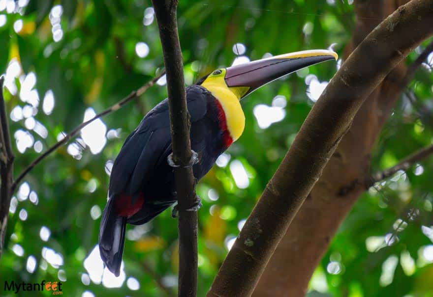 yellow throated toucan