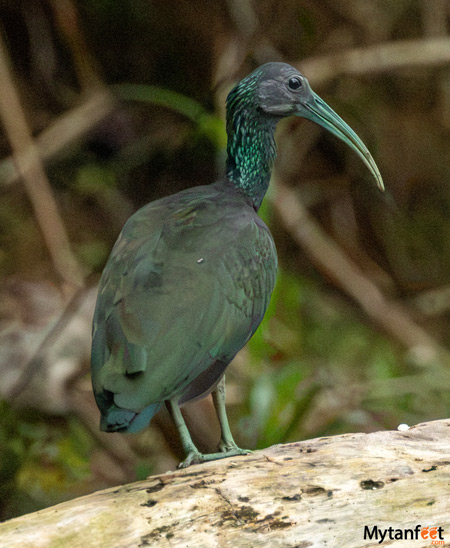 green ibis
