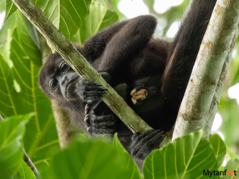 Best la fortuna safari float -  howler monkey