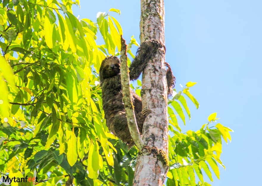 juvenile sloth