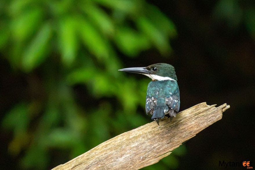 kingfisher