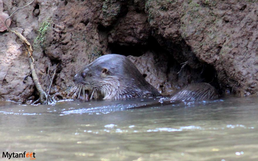 river otter