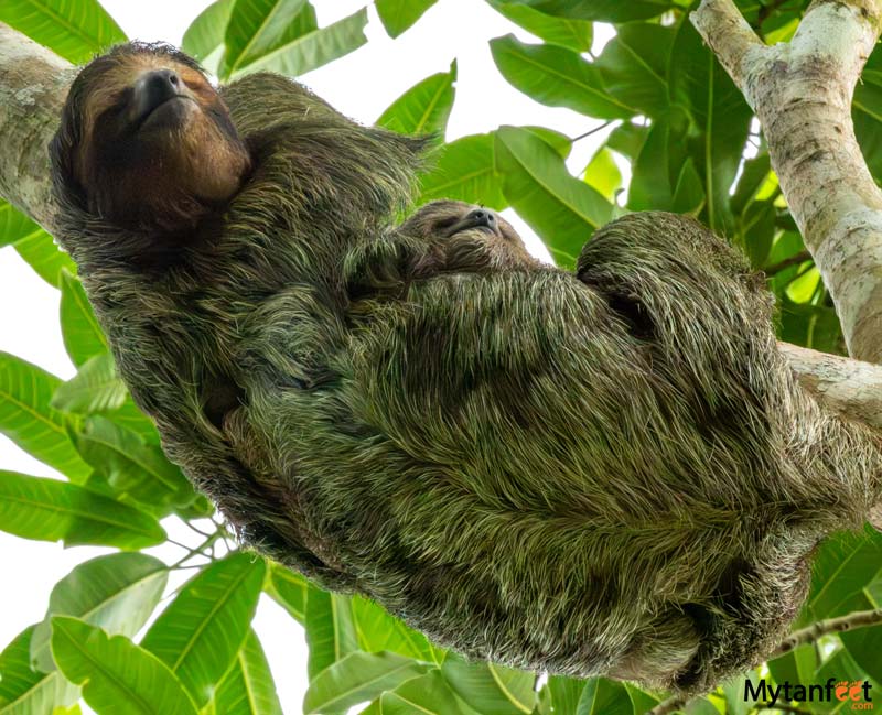 sloth and baby