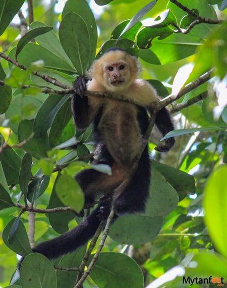 white face monkey